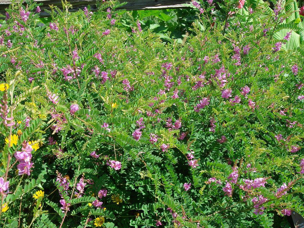 True Indigo Dye Plant Indigofera tinctoria Seeds Rare eBay