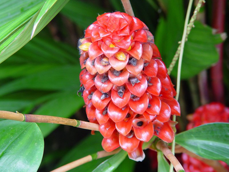 Indonesian Wax Ginger Tapeinochilus ananassae - 10 Seeds