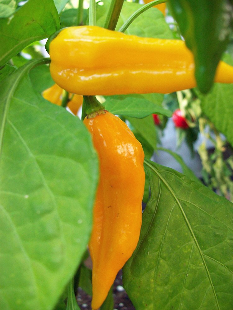 HOT! Fatalii Pepper Central Africa Capsicum chinense - 10 Seeds