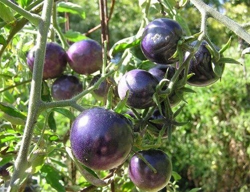 Organic Black Tomato Indigo Rose Lycopersicon Esculentum Seeds