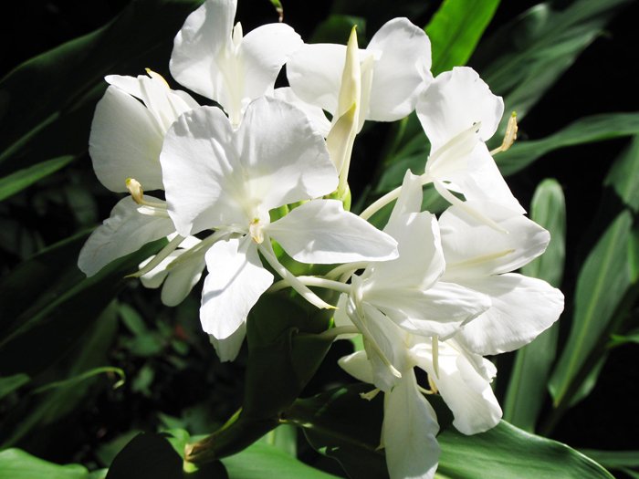 Butterfly Ginger Hedychium coronarium