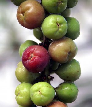 Tropical Sea Grape Coccoloba uvifera - 10 Seeds