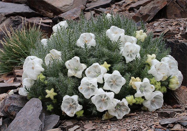 Rare Ice Cup Flower Caiophora coronata - 30 Seeds