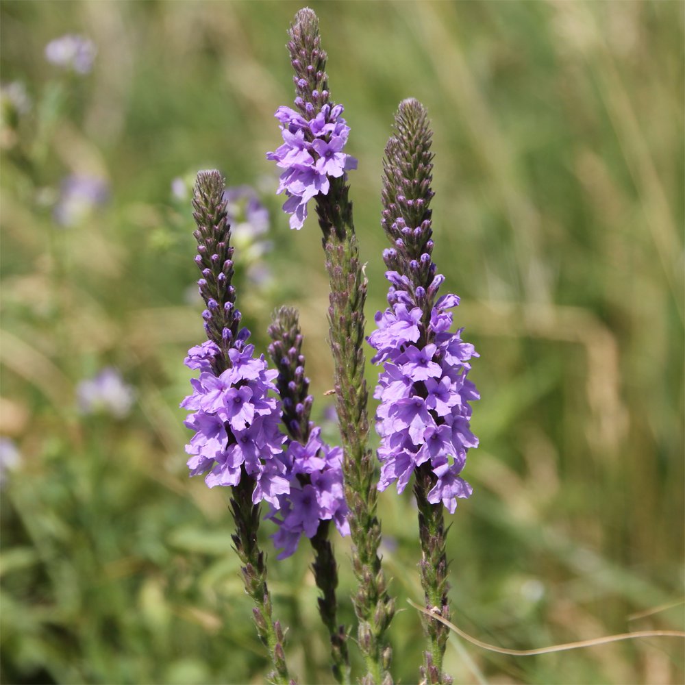 Lavender Hoary Vervain Verbena stricta 200 Seeds