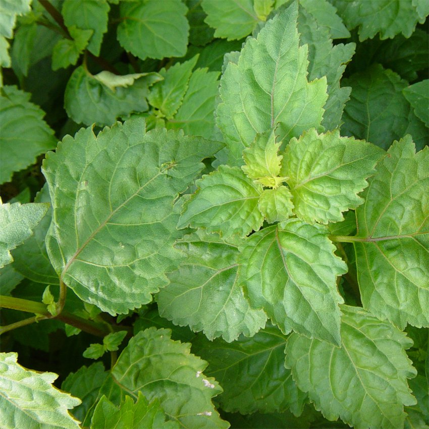 Rare True Patchouli Aroma Herb Organic Pogostemon Cablin