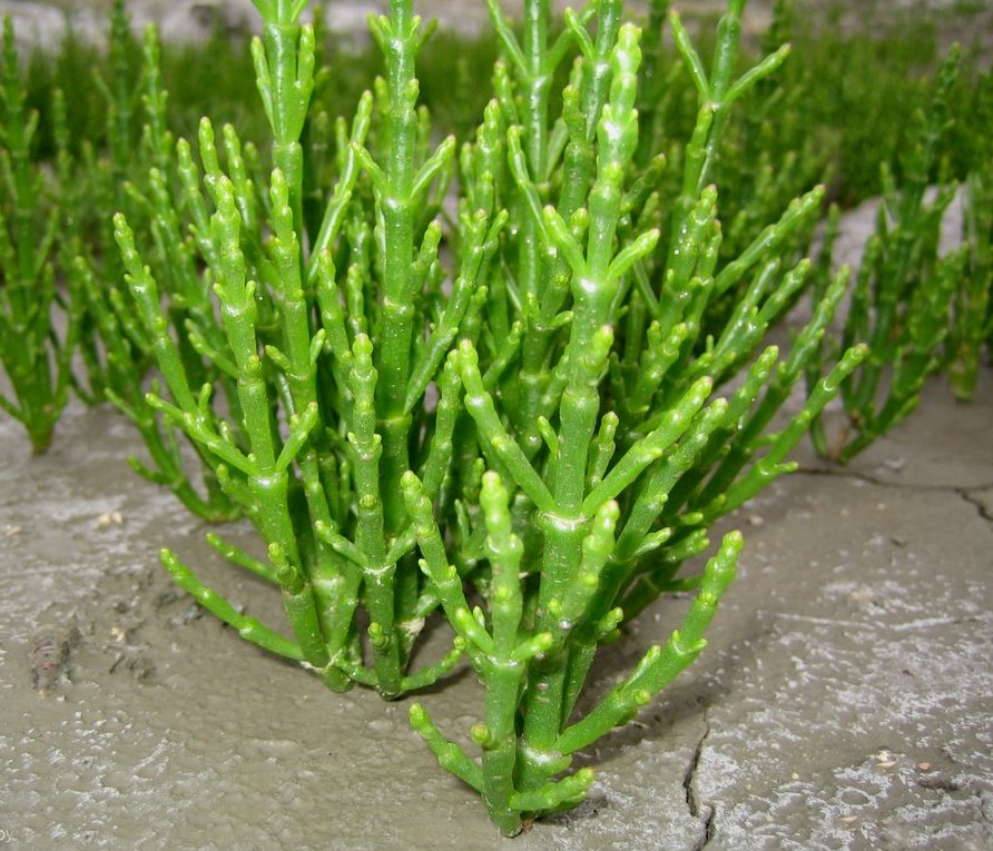 NEW! Extremely Rare Wild Sea Asparagus Marsh Samphire