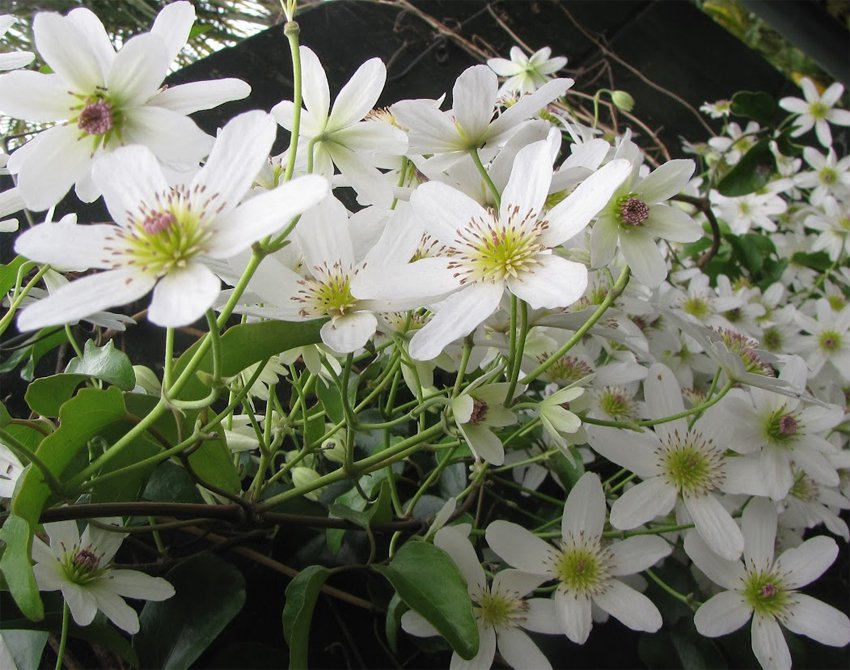 Rare Native Puawhananga New Zealand Clematis paniculata 18 Seeds