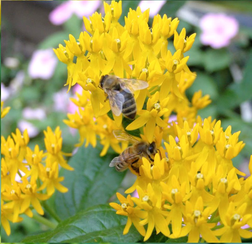 Yellow Milkweed ‘Silky Gold‘ Asclepias curassavica 12 Seeds