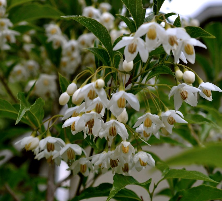 Japanese Snowbell Styrax japonicus White - 20 Seeds