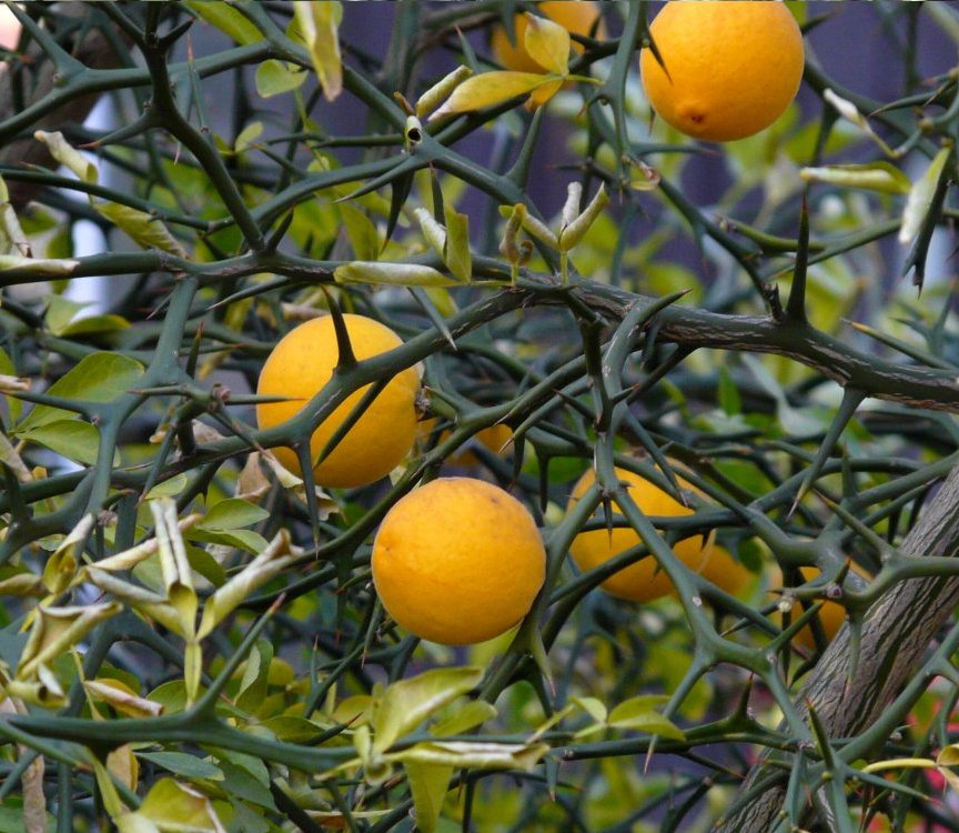 Rare Cold Hardy Citrus Corkscrew Flying Dragon Trifoliate Orange