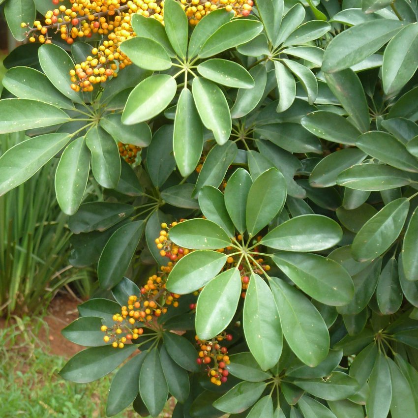 Bulk Exotic Hawaiian Umbrella Tree Dwarf Schefflera