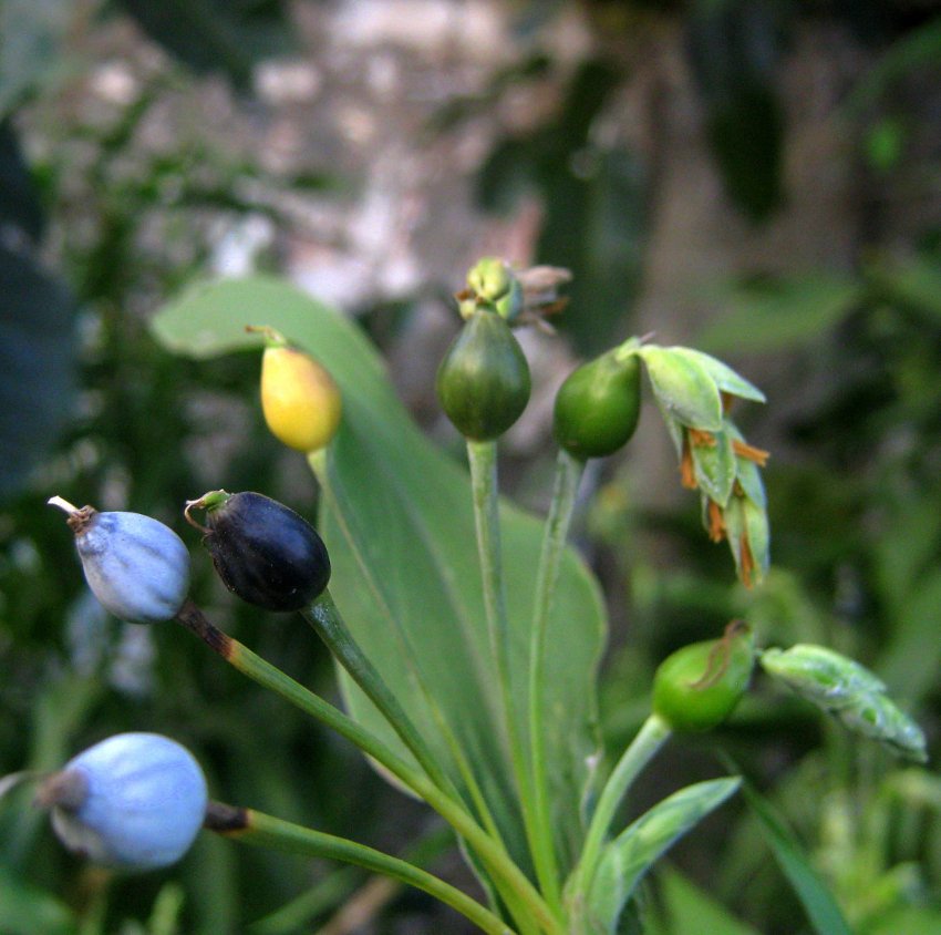 Rare Pearl Grass Job�s Tears Coix lacrymajobi 18 Seeds