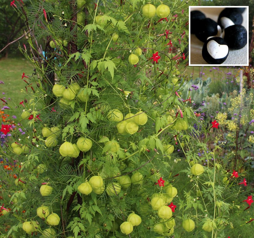 EXTRA RARE Balloon Vine ''Cardiospermum halicacabum'' ~10 Top Quality Seeds 
