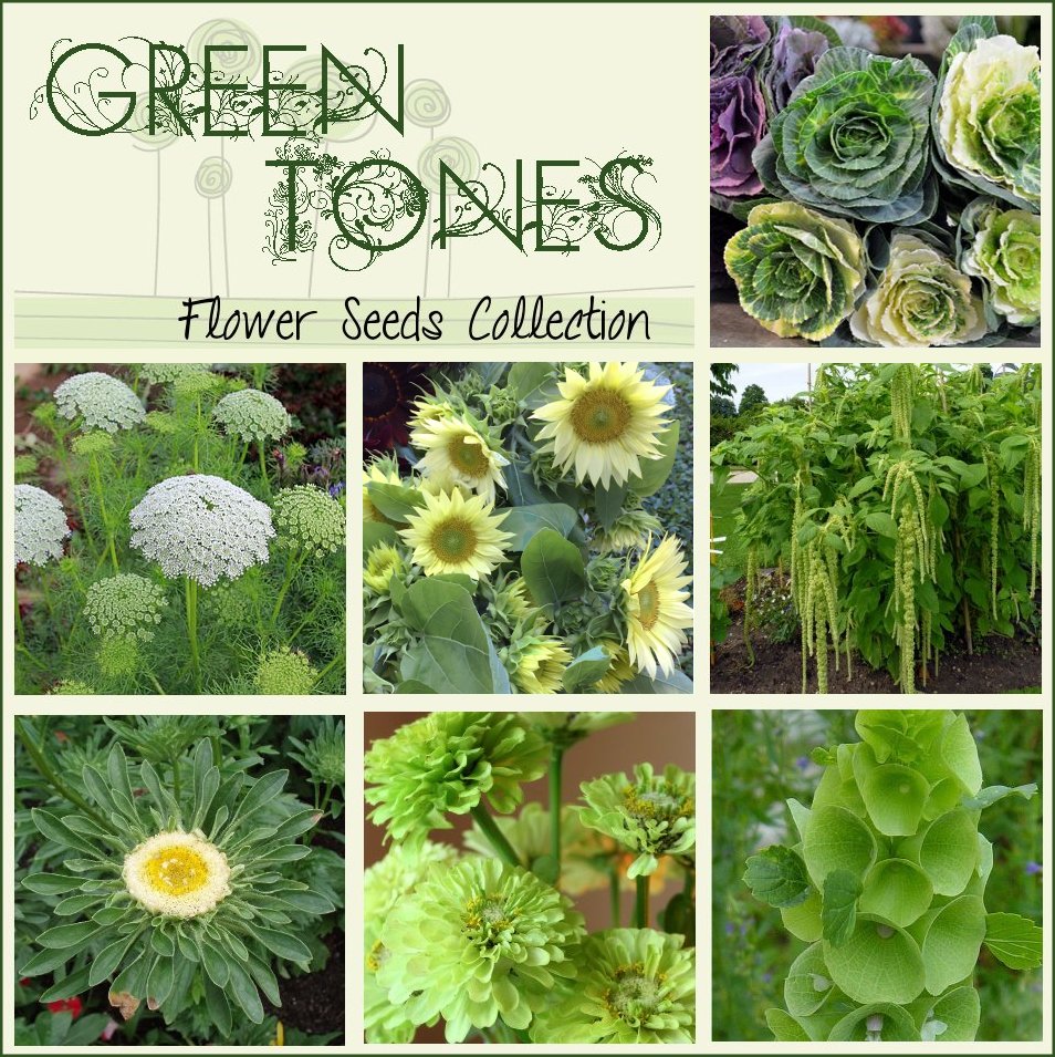 Unusual Green Hues Flower Seed Collection 7 Varieties