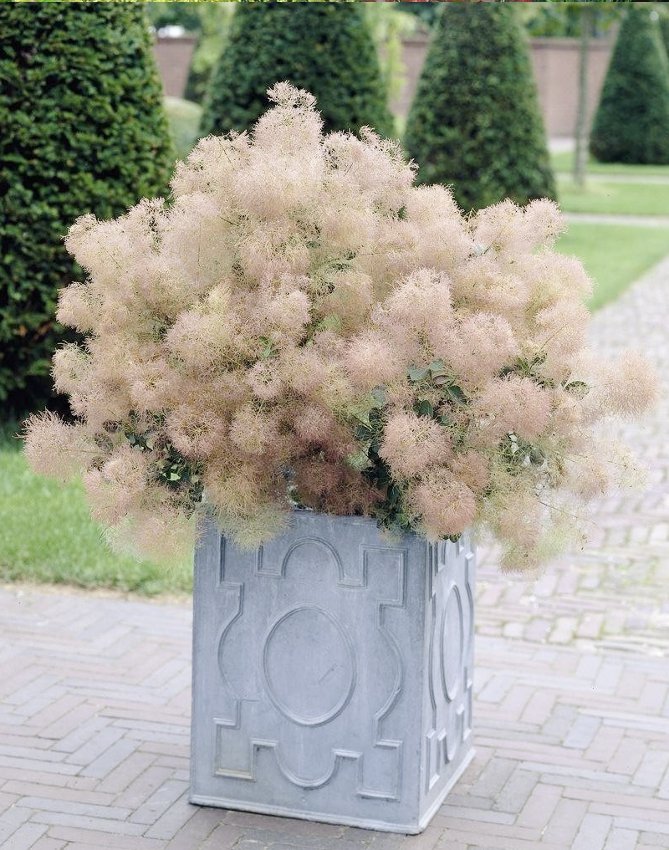 Hardy European Smokebush Cotinus Coggygria - 25 Seeds