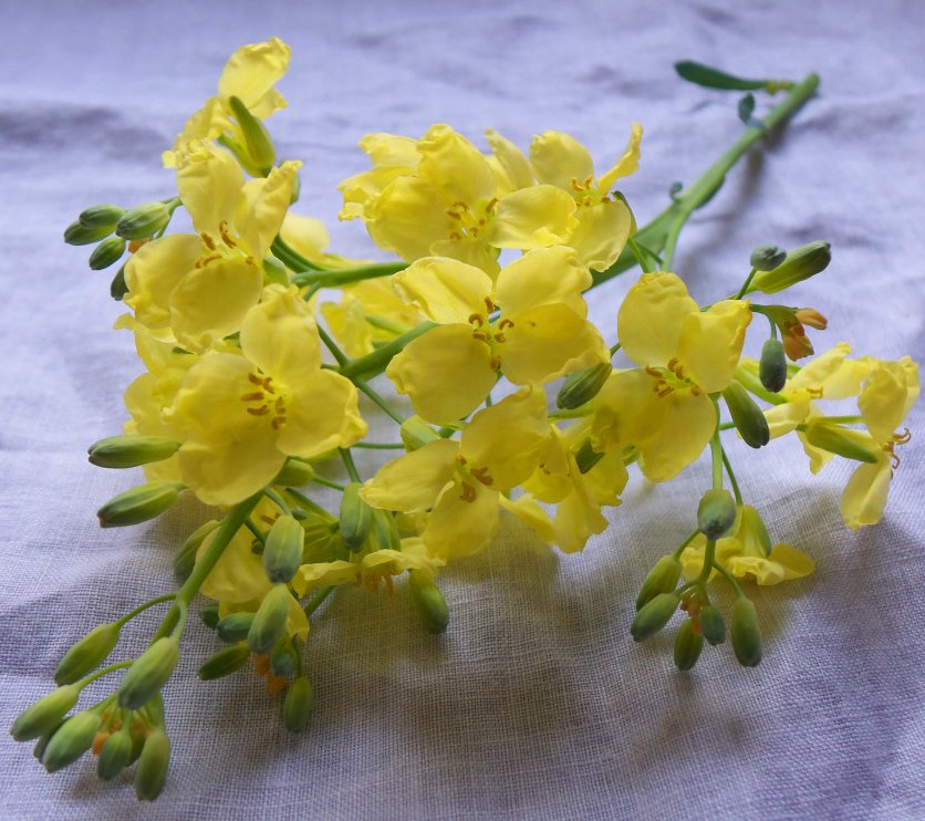 Edible Flowers Mustard Plant Brassica juncea 300 Seeds