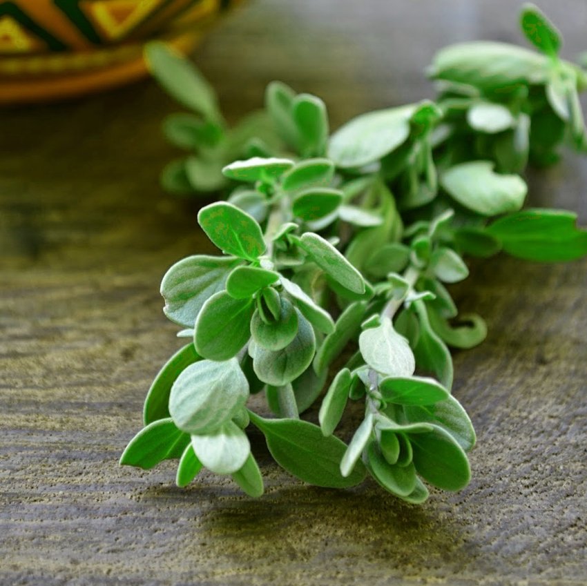 Organic Herb Sweet Majoram Origanum majorana - 100 Seeds