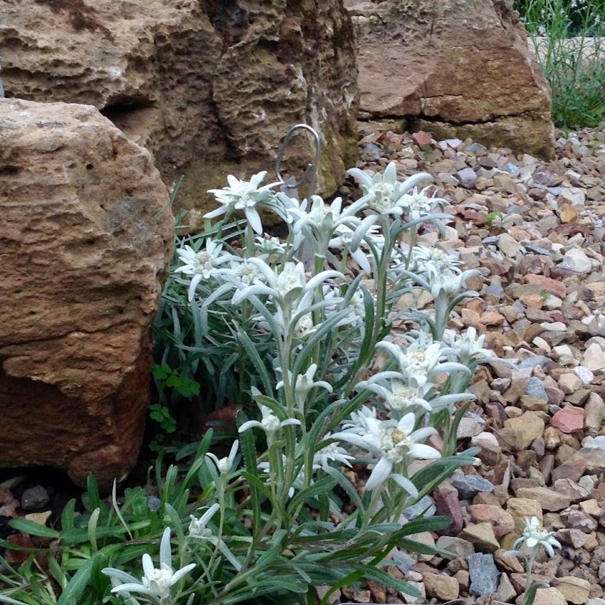 Mountain Alpine Edelweiss Leontopodium Alpinum Seeds