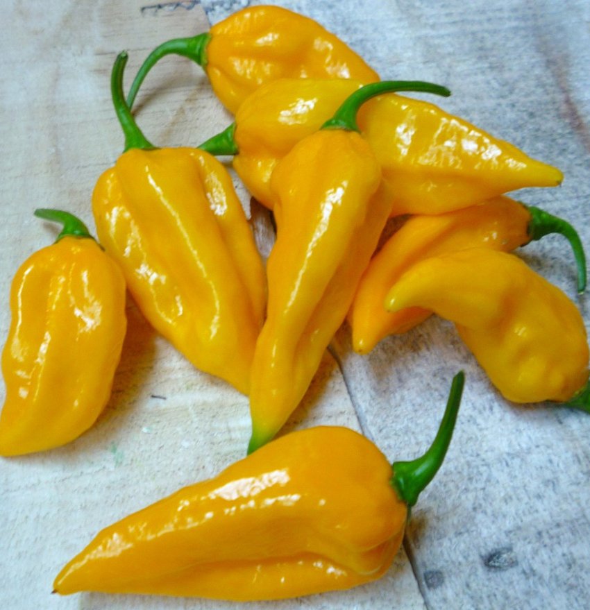 HOT! Fatalii Pepper Central Africa Heirloom Capsicum chinense - 15 Seeds