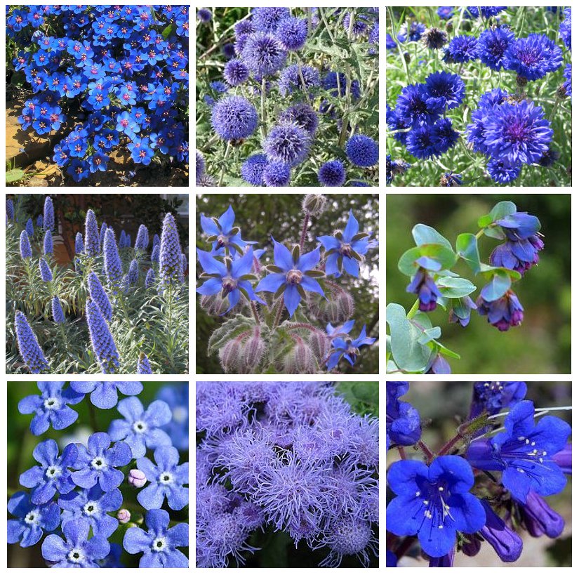 Moody Blues Monochromatic Blue Flower Seed Collection 9 Varieties