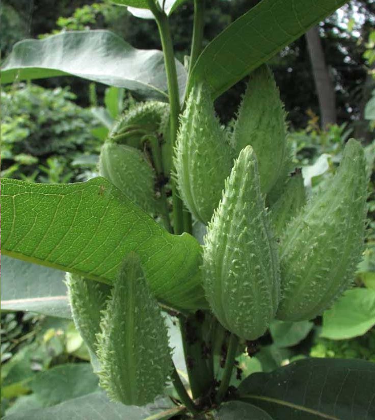 Wild Edible Common Milkweed Asclepias Syriaca - 40 Seeds