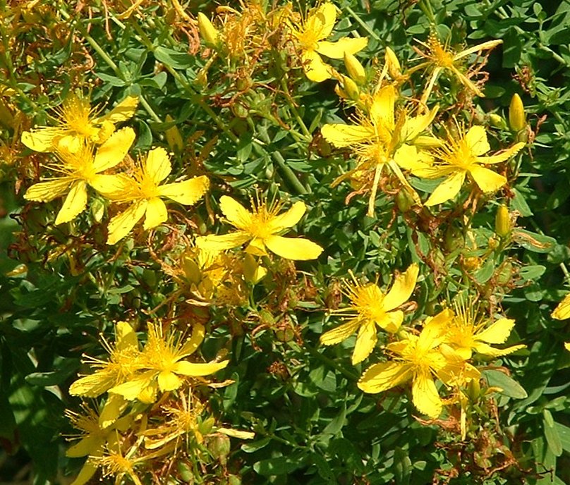 Hardy Organic Herb Perforate St. John's Wort Hybericum perforatum - 200 Seeds