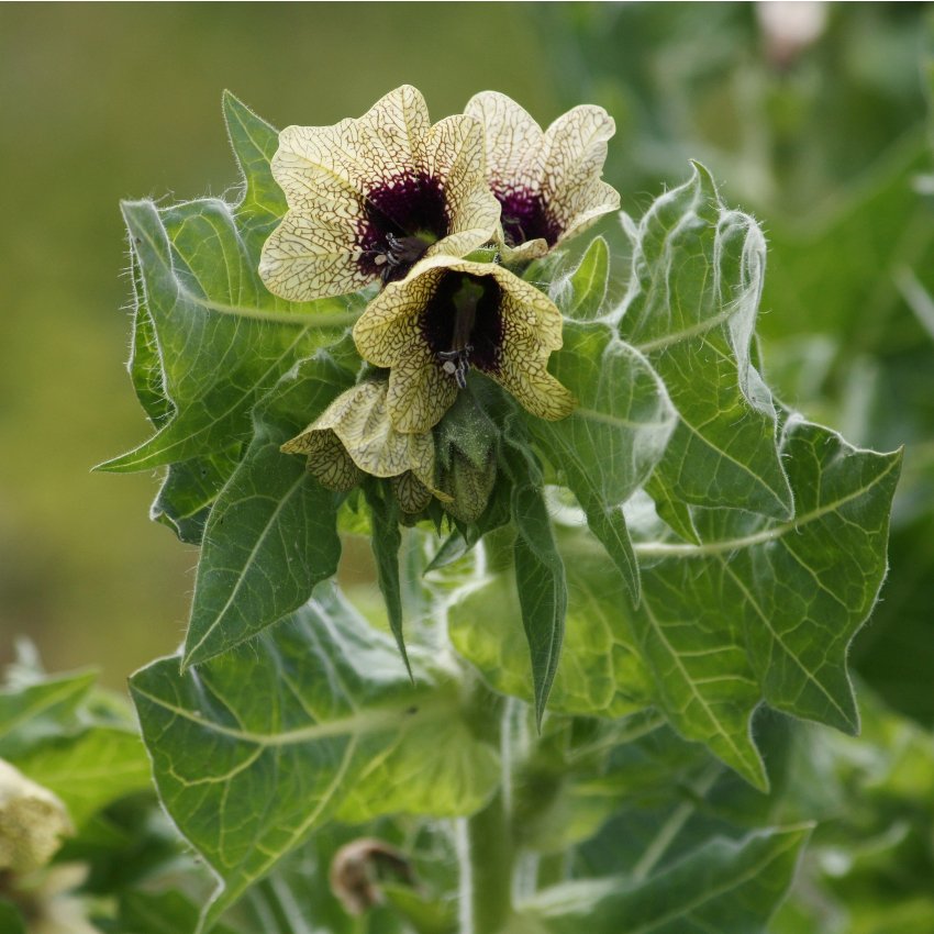 Black Henbane Hyoscyamus Niger 30 Seeds