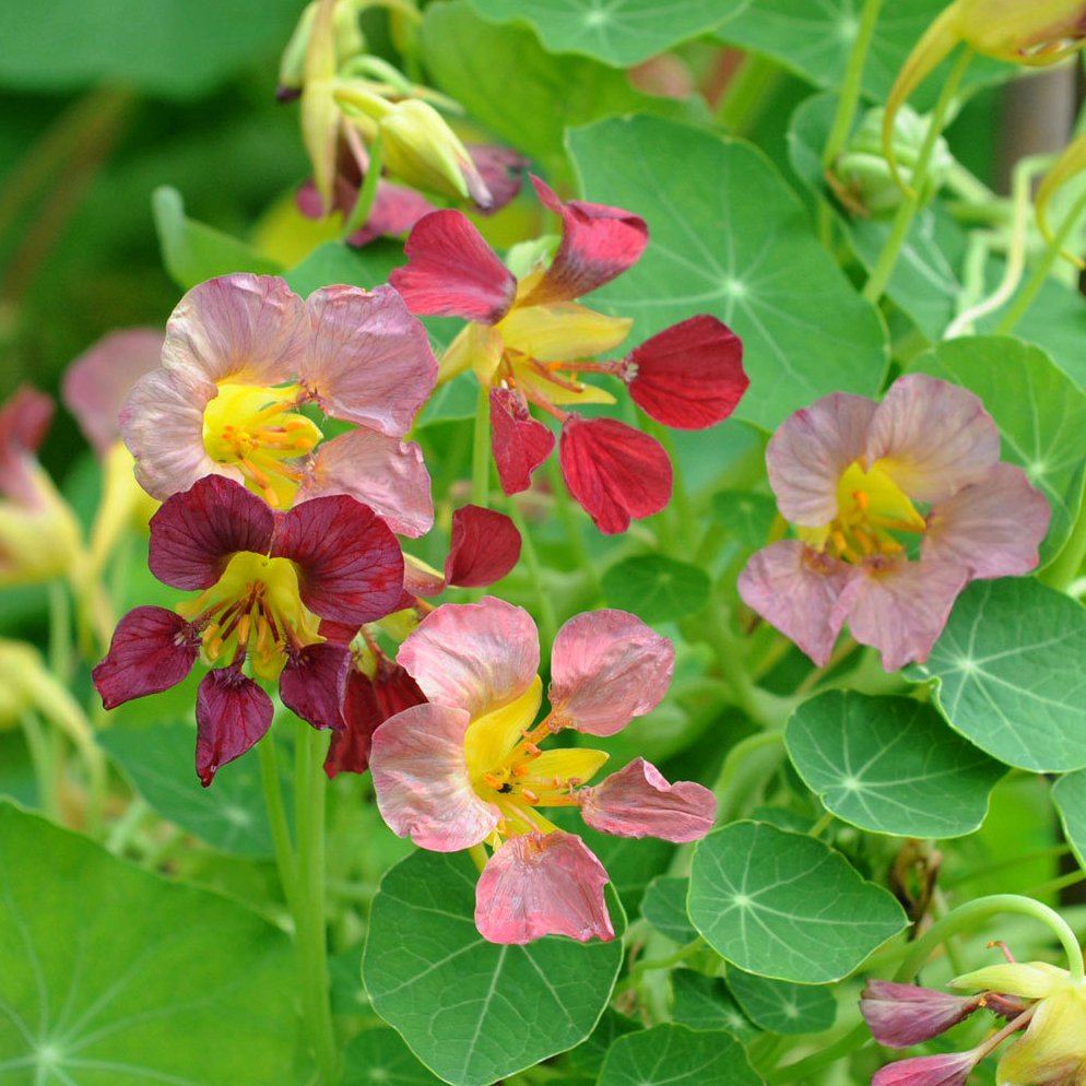 Nasturtium Purple Emperor