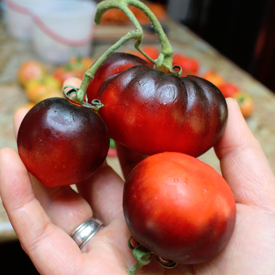 Organic Indigo Apple Black Tomato Lycopersicon Esculentum 25 Seeds