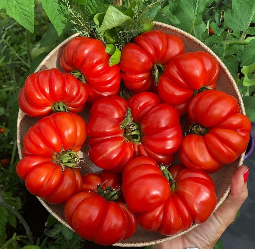 Italian Heirloom Tomato Costoluto Genovese Pomodoro Lycopersicon