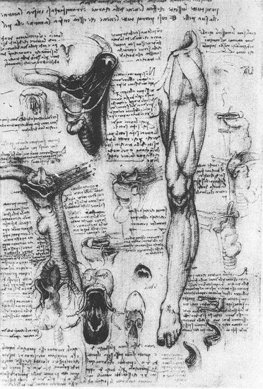 Anatomical Studies - Larynx and Leg