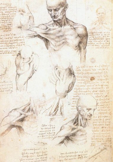 Anatomical Studies - Male Shoulder