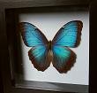 Real Blue Morpho Butterfly in Shadow Box!!!