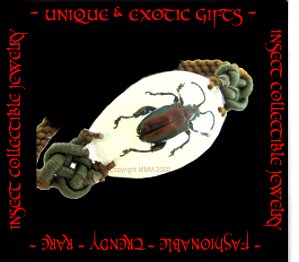 COLLECTIBLE REAL INSECT JEWELRY EXTREMELY RARE METALLIC BEETLE BRACELET ECIC-NB3108