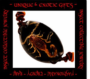 COLLECTIBLE REAL INSECT JEWELRY BLACK COLORED SAND SCORPION BRACELET ECIC-SB2100