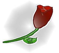 Rose 4X6
