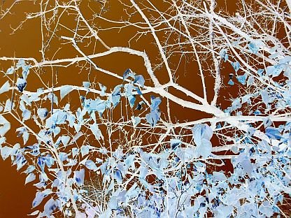 Leaves 8X10