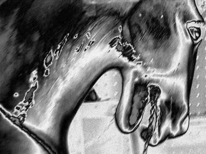 Horse 4X6