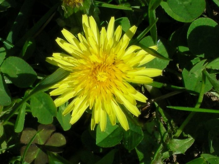 Dandelion 4X6