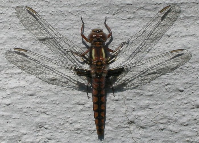 Firefly 4X6