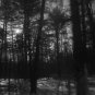Through the Trees 8X10