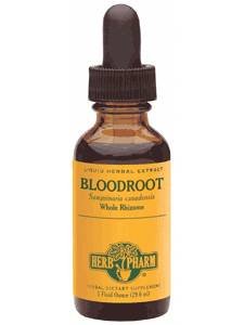 Bloodroot/Sanguinaria canadensis 1 oz