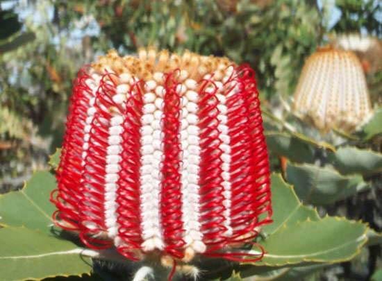 Banksia coccinea SCARLET BANKSIA