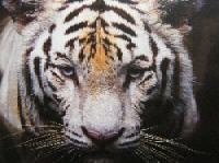 Bengal Tiger poster