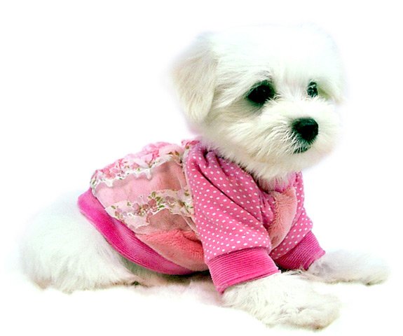 LACE POLKA DOT SHIRT