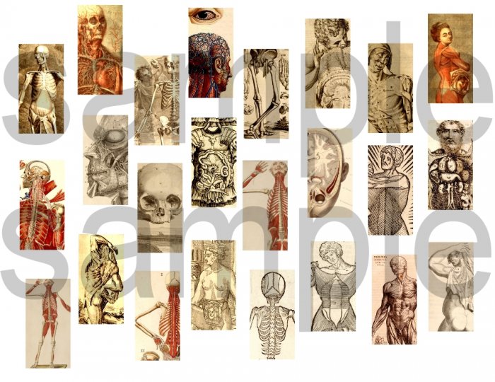 Antique Medical Anatomy Illustrations 1 x 2 inch Charm size Digital Collage Sheet