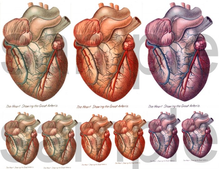 The Human HEART....from Antique Anatomy Illustration....Digital Collage Sheet