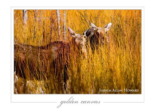 Golden Canvas