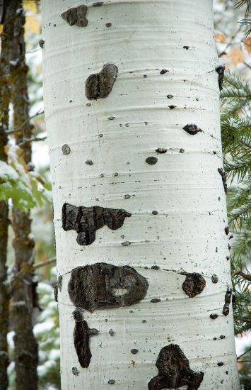 Aspen Patterns