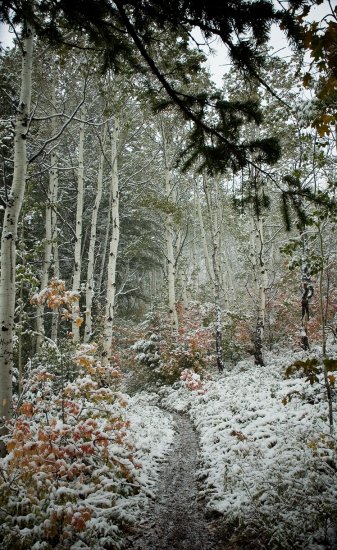 First Autumn Snowfall